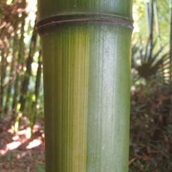 Bamboo Phyllostachys Vivax huang.